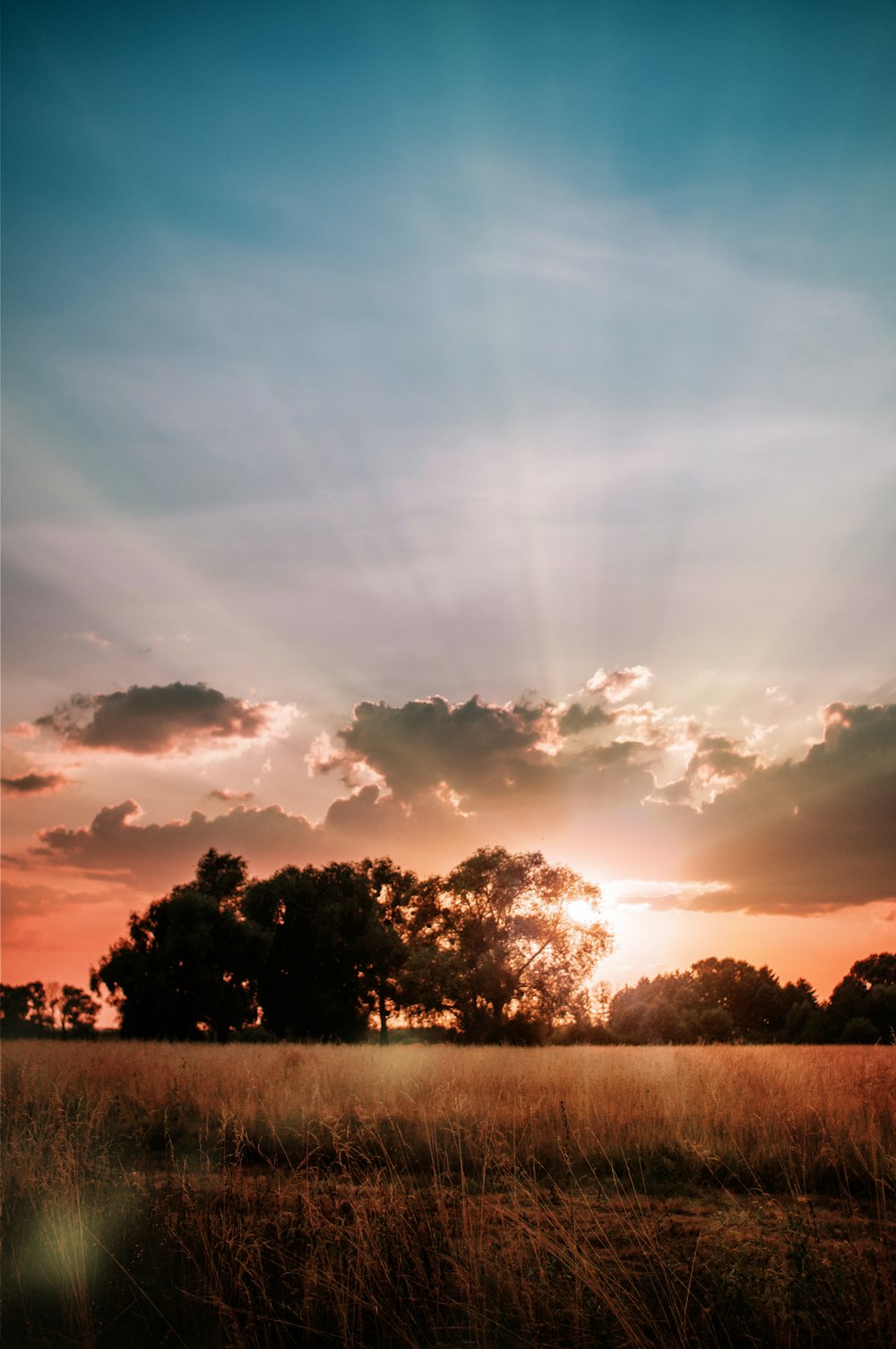 silhouette of trees under cloudy sky during sunset