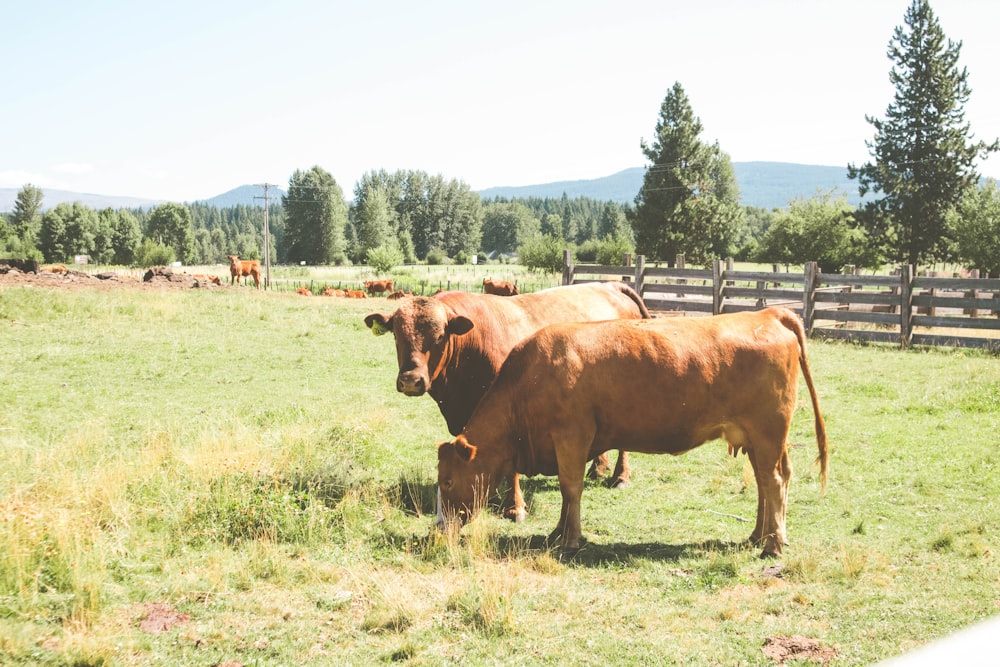 a couple of brown cows standing on top of a lush green field