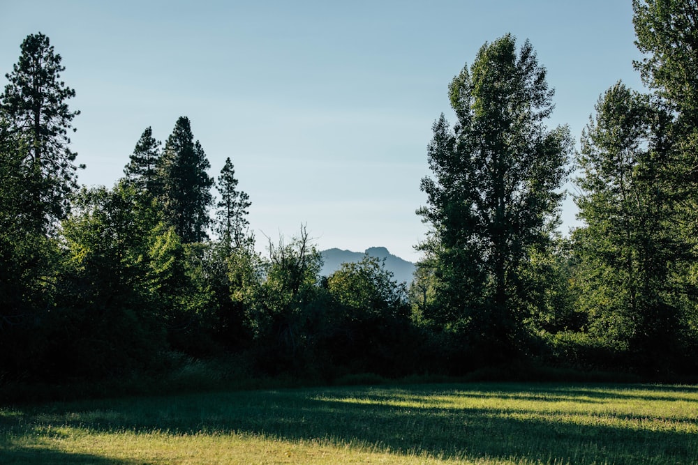 a grassy field with trees and mountains in the background