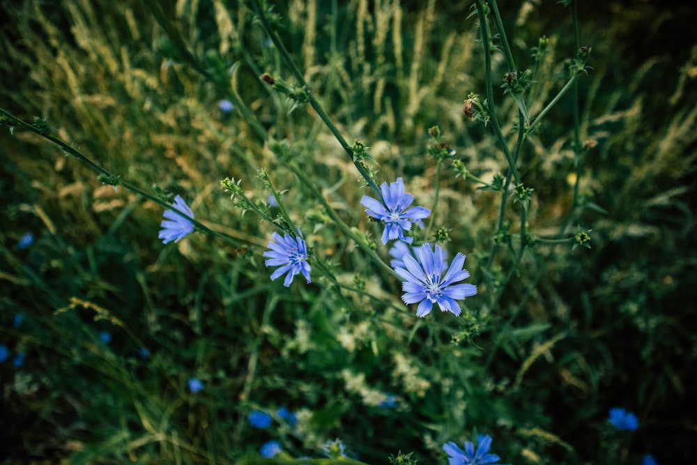 a close up of some blue flowers in a field