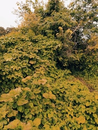 A thick, green bush lot with uneven ground and wild plants.
