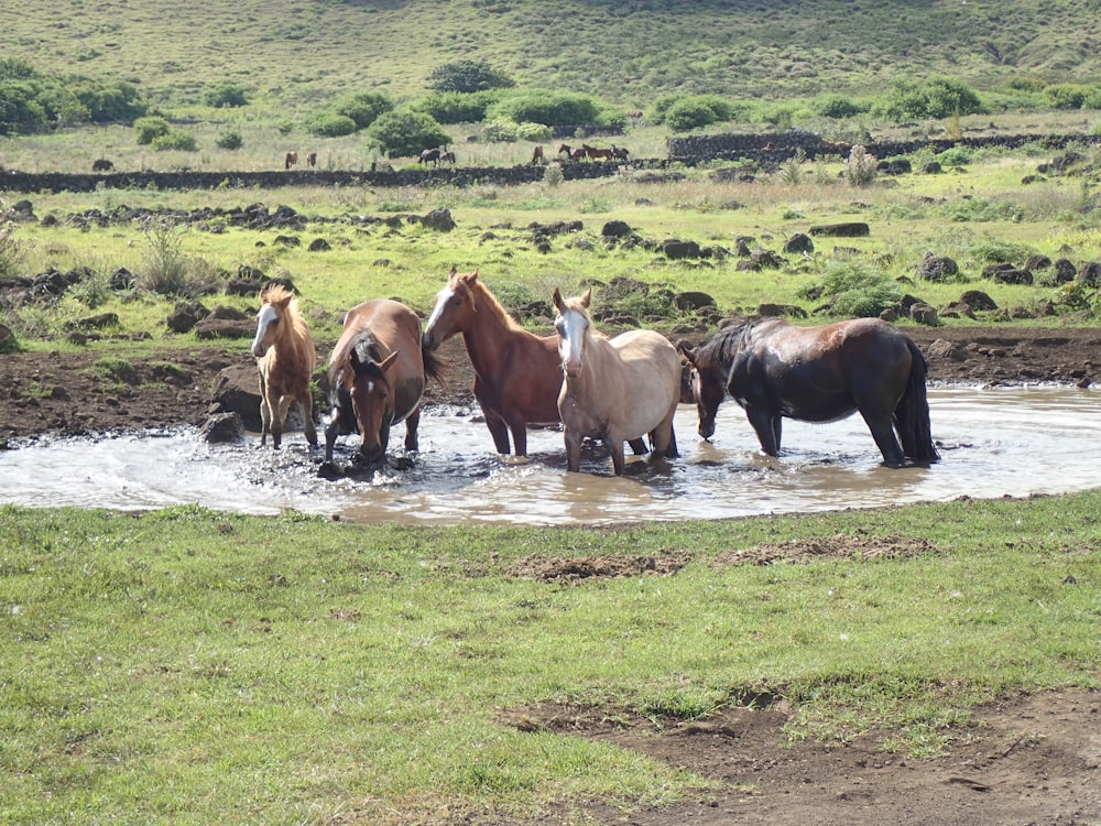 herd of brown cow on green grass field during daytime