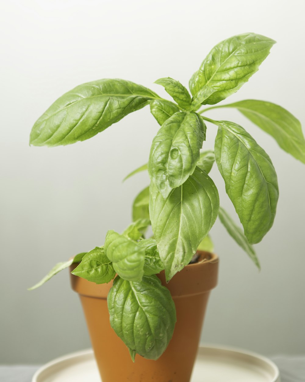 茶色の土鍋に緑の植物