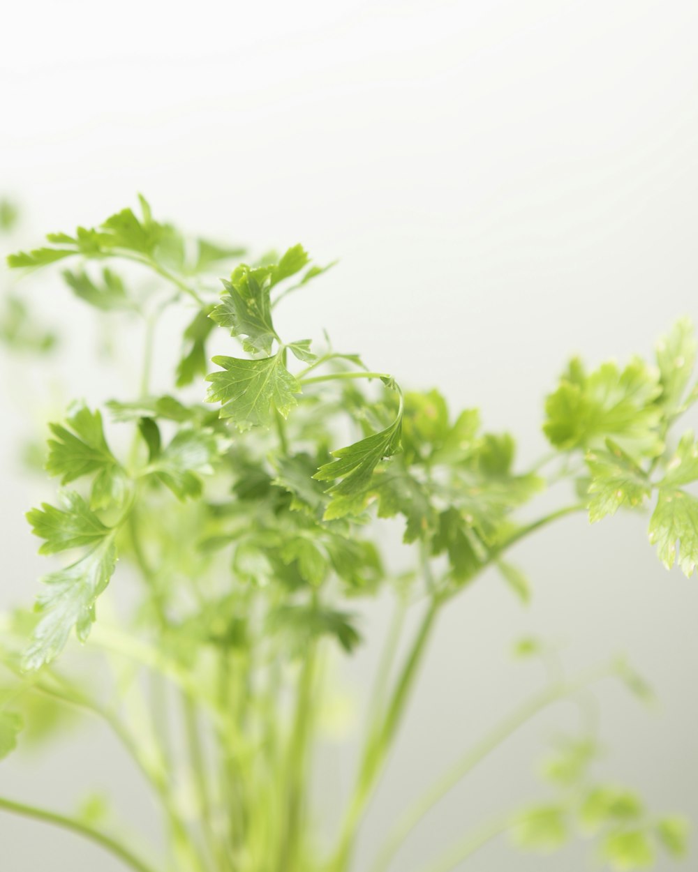 green plant in close up photography