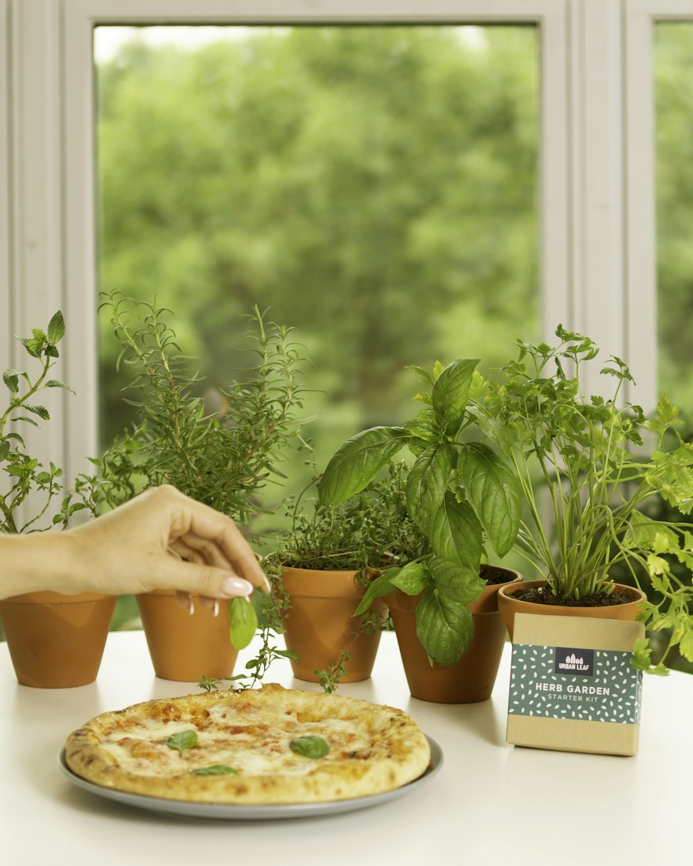 person holding green plant on orange pot