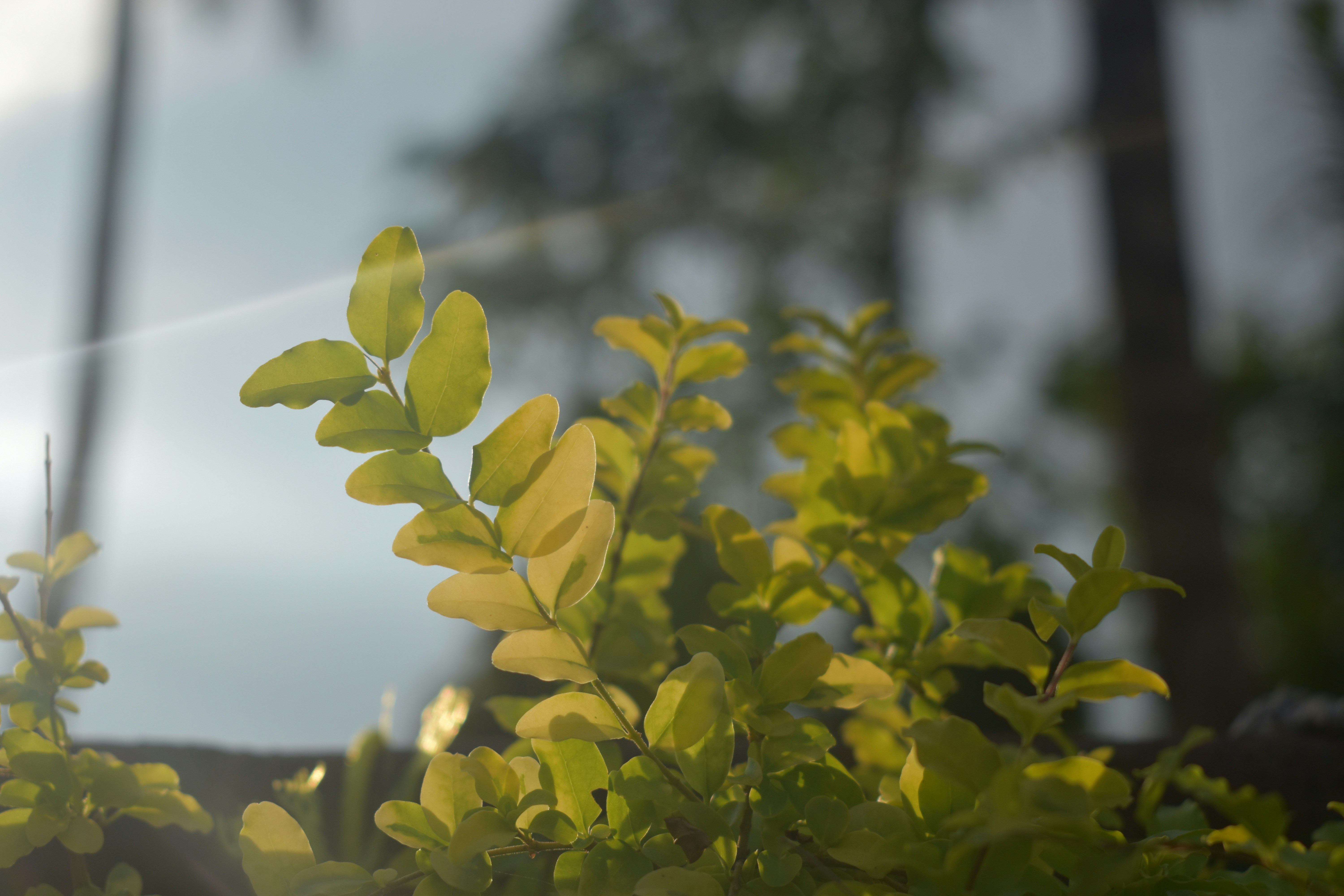 green leaves in tilt shift lens