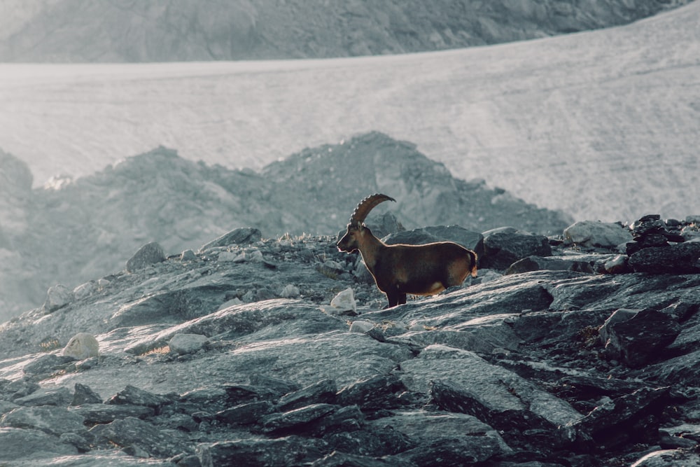 brown and black goat on rocky mountain during daytime