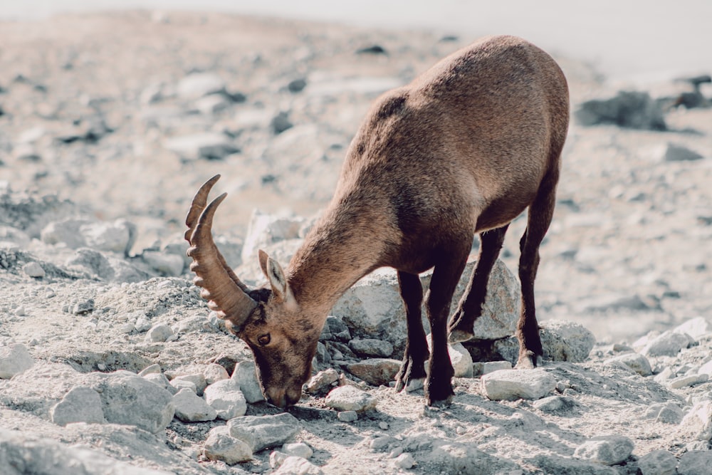 brown deer on gray rock during daytime