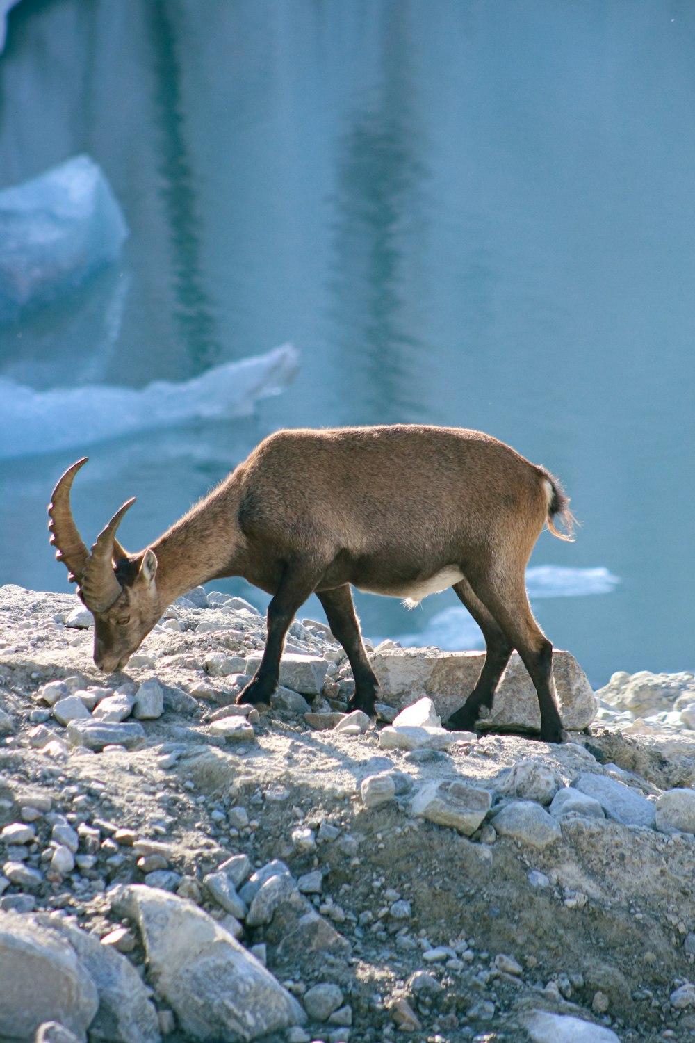 brown ram on rocky ground during daytime