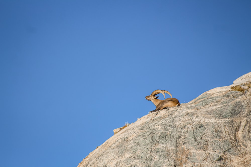 brown ram on white rock under blue sky during daytime