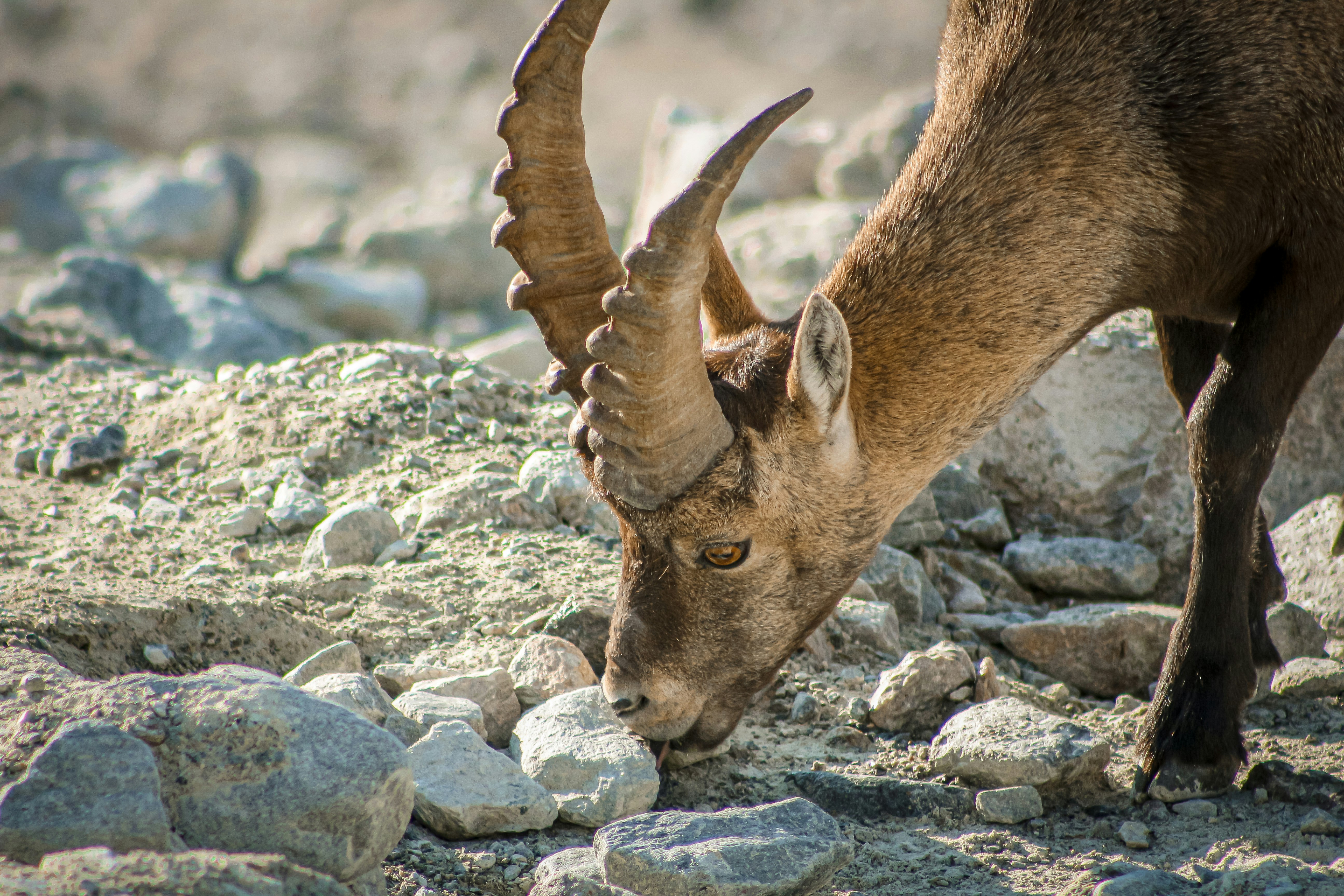 brown ram on gray rock during daytime