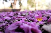 A close-up of colorful flower petals scattered on the wedding aisle, symbolizing joy and blessings.