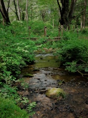 A small wooden bridge over a gentle forest stream.
