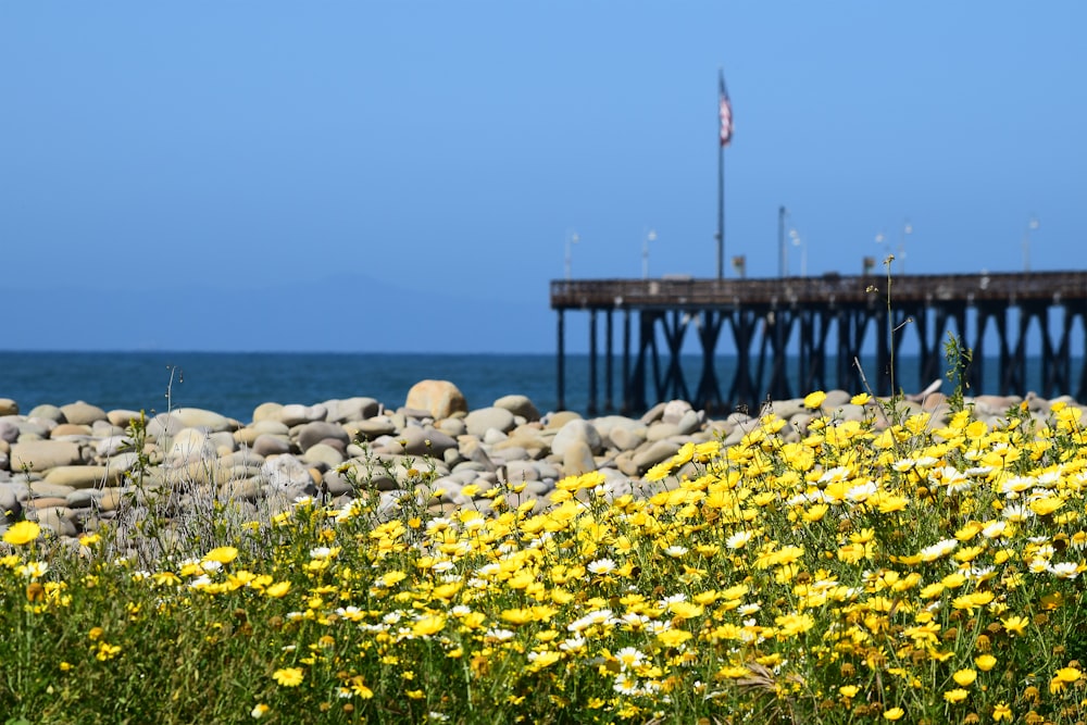 yellow flowers on white rocks near sea during daytime