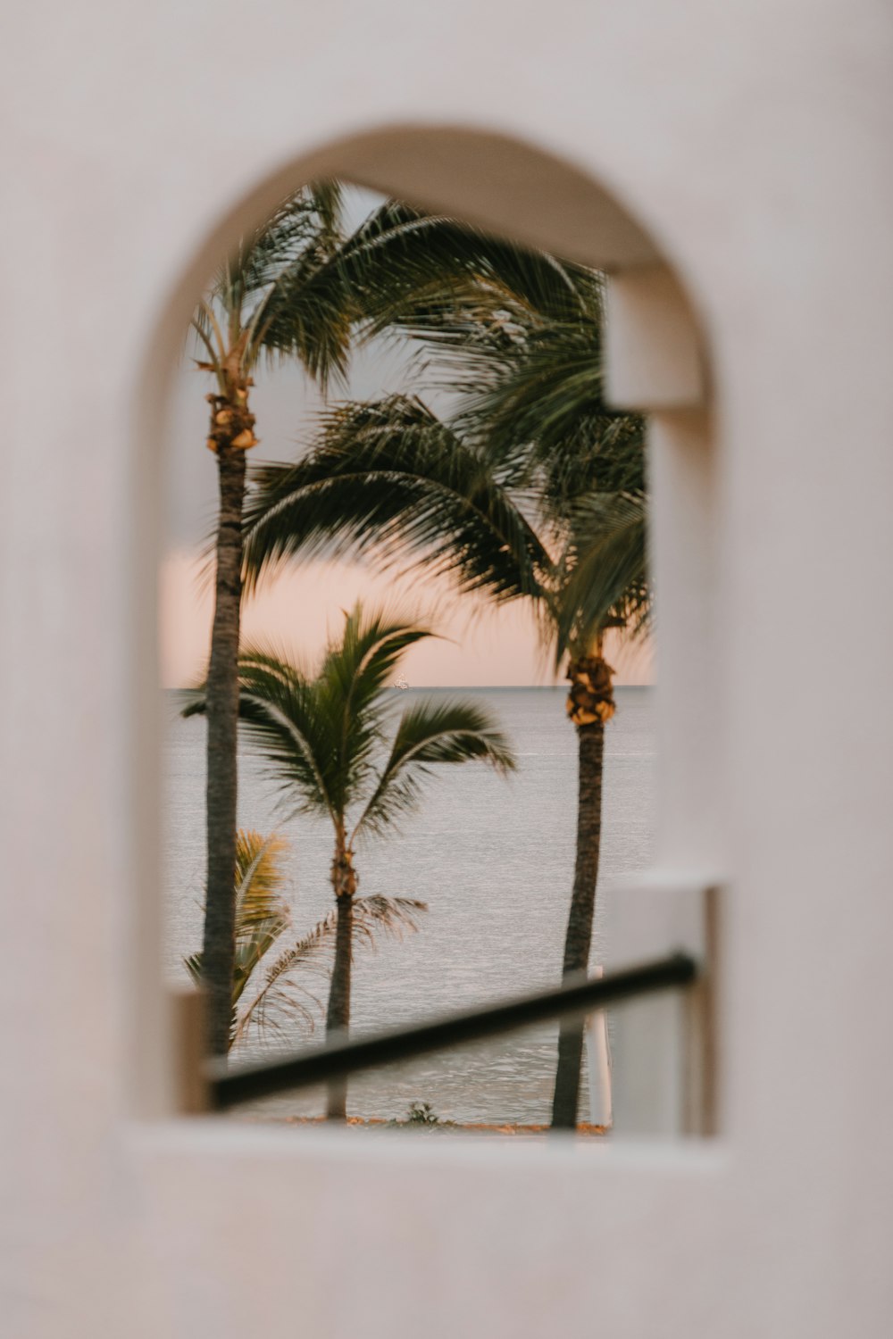 green palm tree near white wall