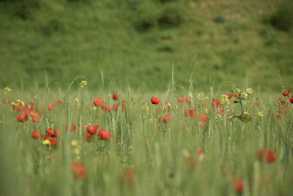 campo de flores vermelhas durante o dia