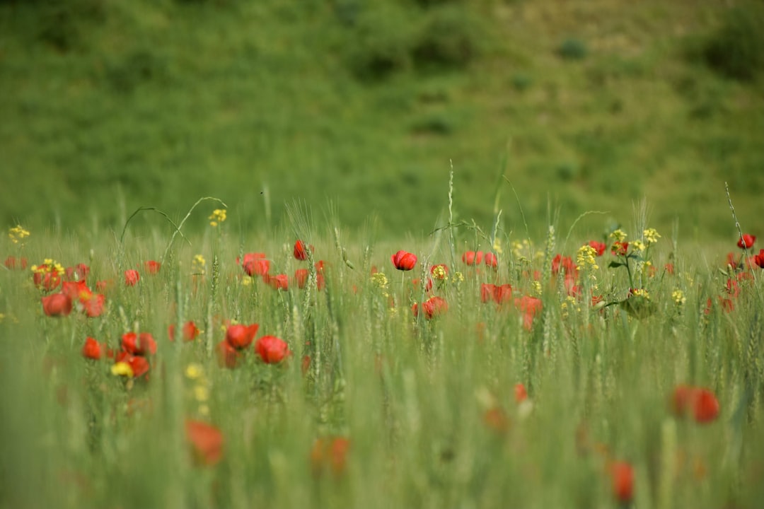 red flower field during daytime