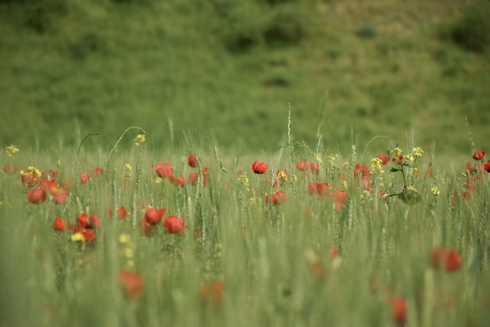 red flower field during daytime