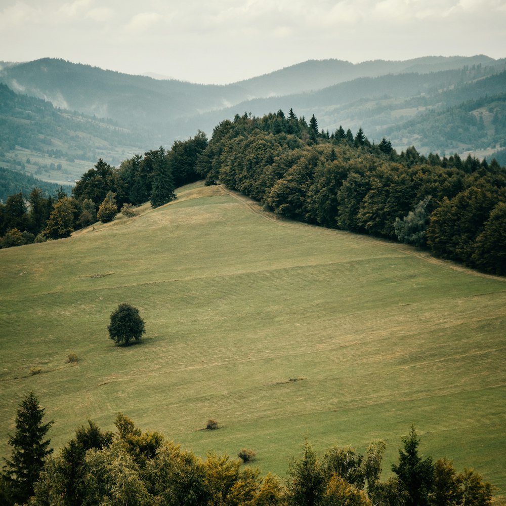 green grass field with trees and mountains in the distance