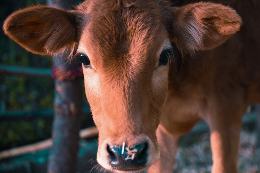 brown cow in close up photography