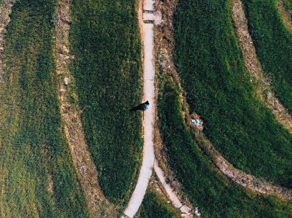 aerial view of green grass field