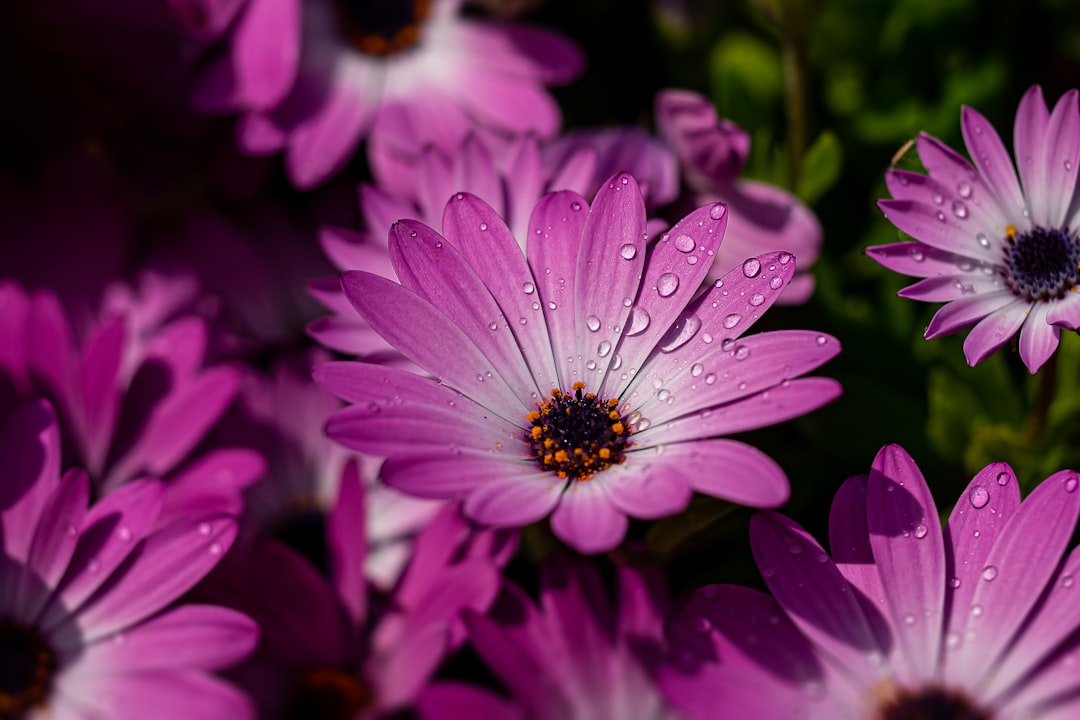 purple flower in macro shot