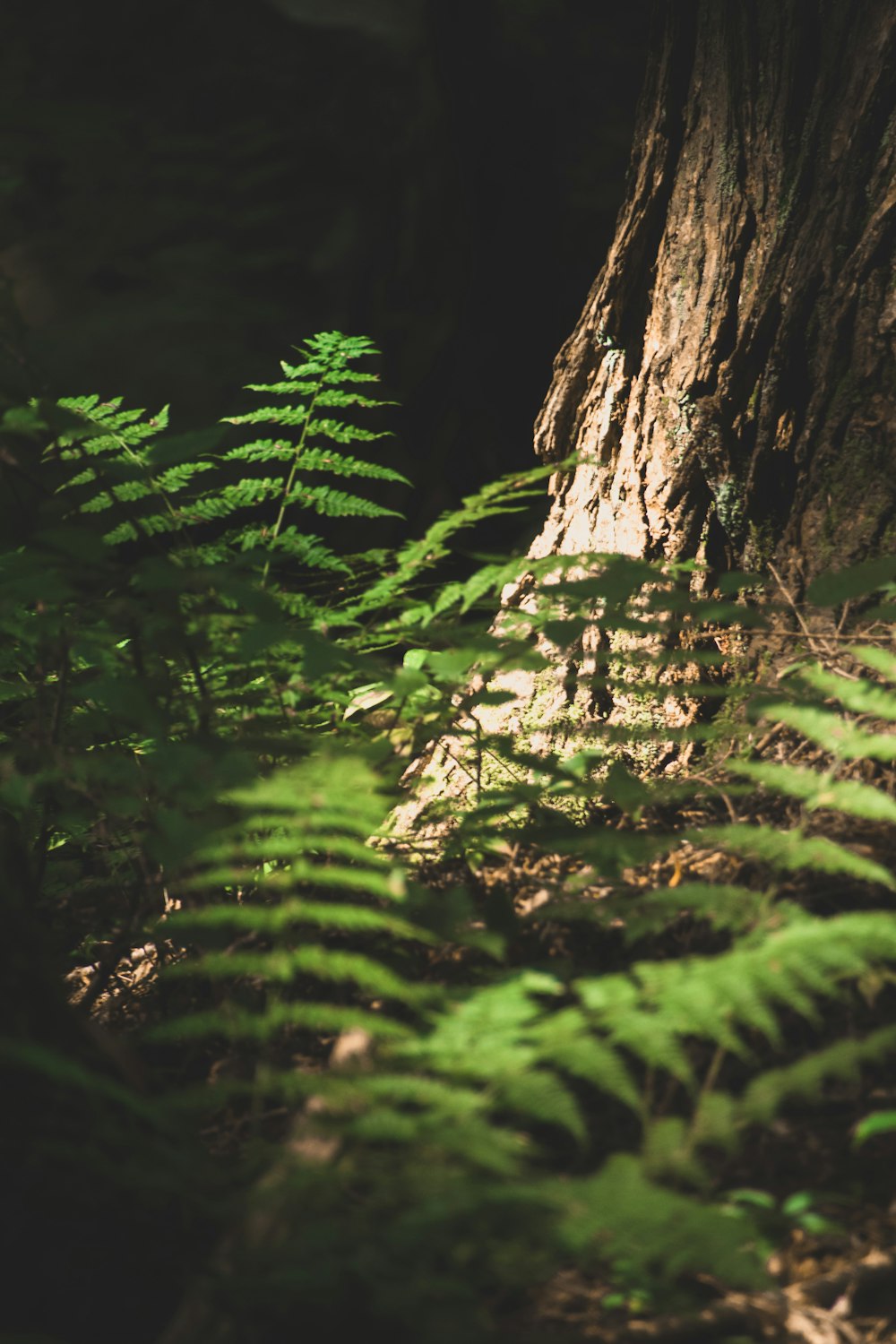 brown tree trunk with green leaves