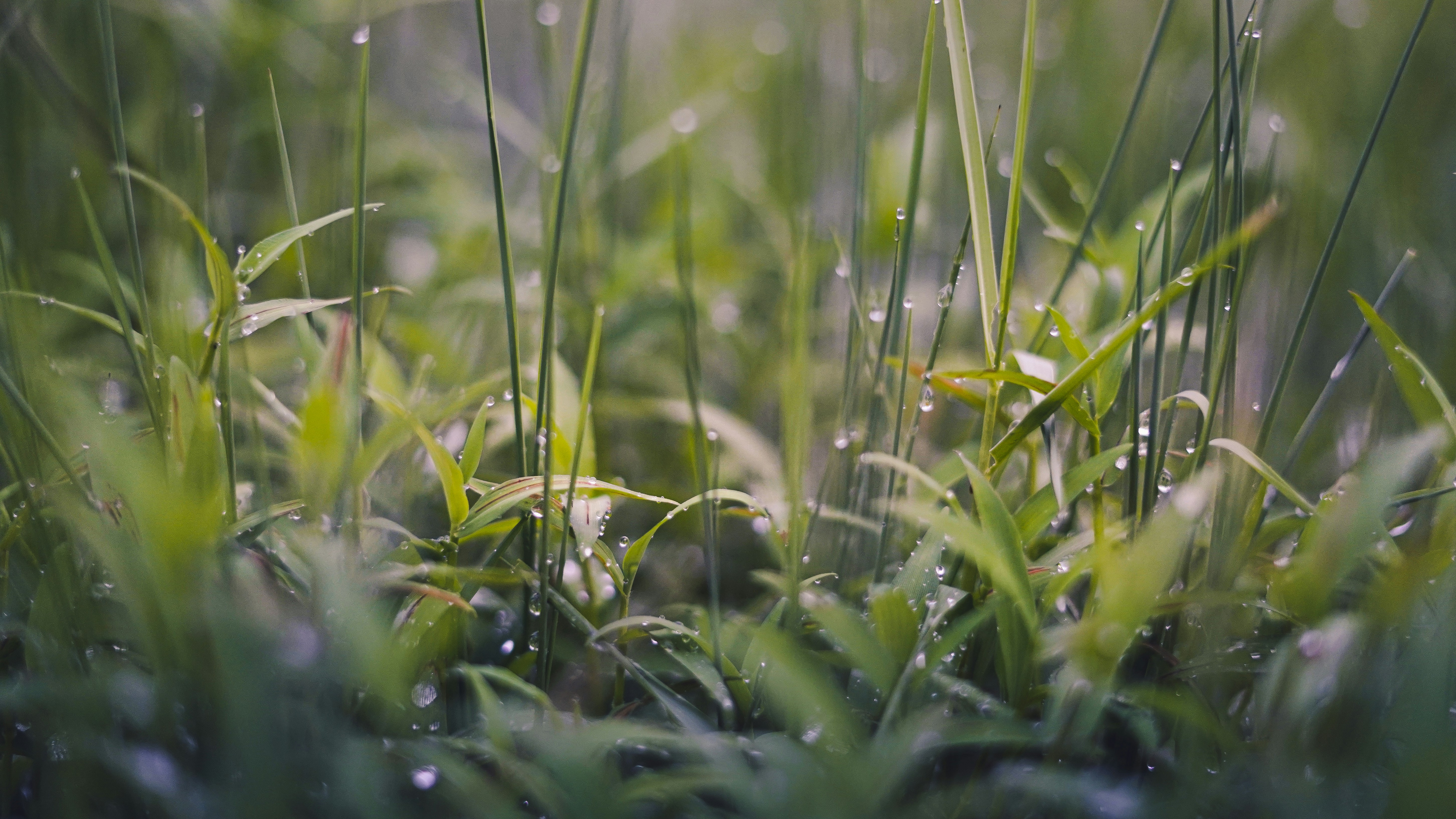 Photo by taritbaransarkar