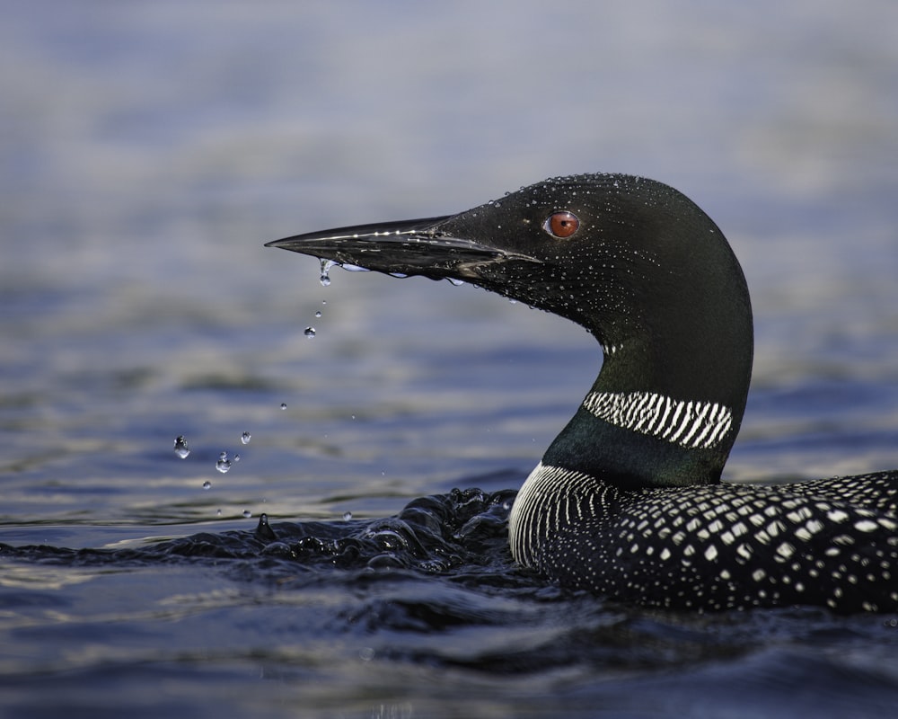 black and white duck on water