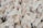 A large group of white chickens with red combs is densely packed together. Some feathers have brown spots, and the chickens are in various poses and orientations. The scene suggests a crowded setting.