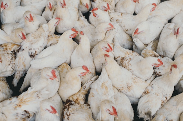 A large group of white chickens with red combs is densely packed together. Some feathers have brown spots, and the chickens are in various poses and orientations. The scene suggests a crowded setting.