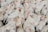 A large group of white chickens with red combs is densely packed together. Some feathers have brown spots, and the chickens are in various poses and orientations. The scene suggests a crowded setting.