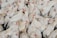 A large group of white chickens with red combs is densely packed together. Some feathers have brown spots, and the chickens are in various poses and orientations. The scene suggests a crowded setting.