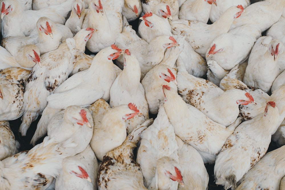 oiseaux blancs et rouges sur surface blanche