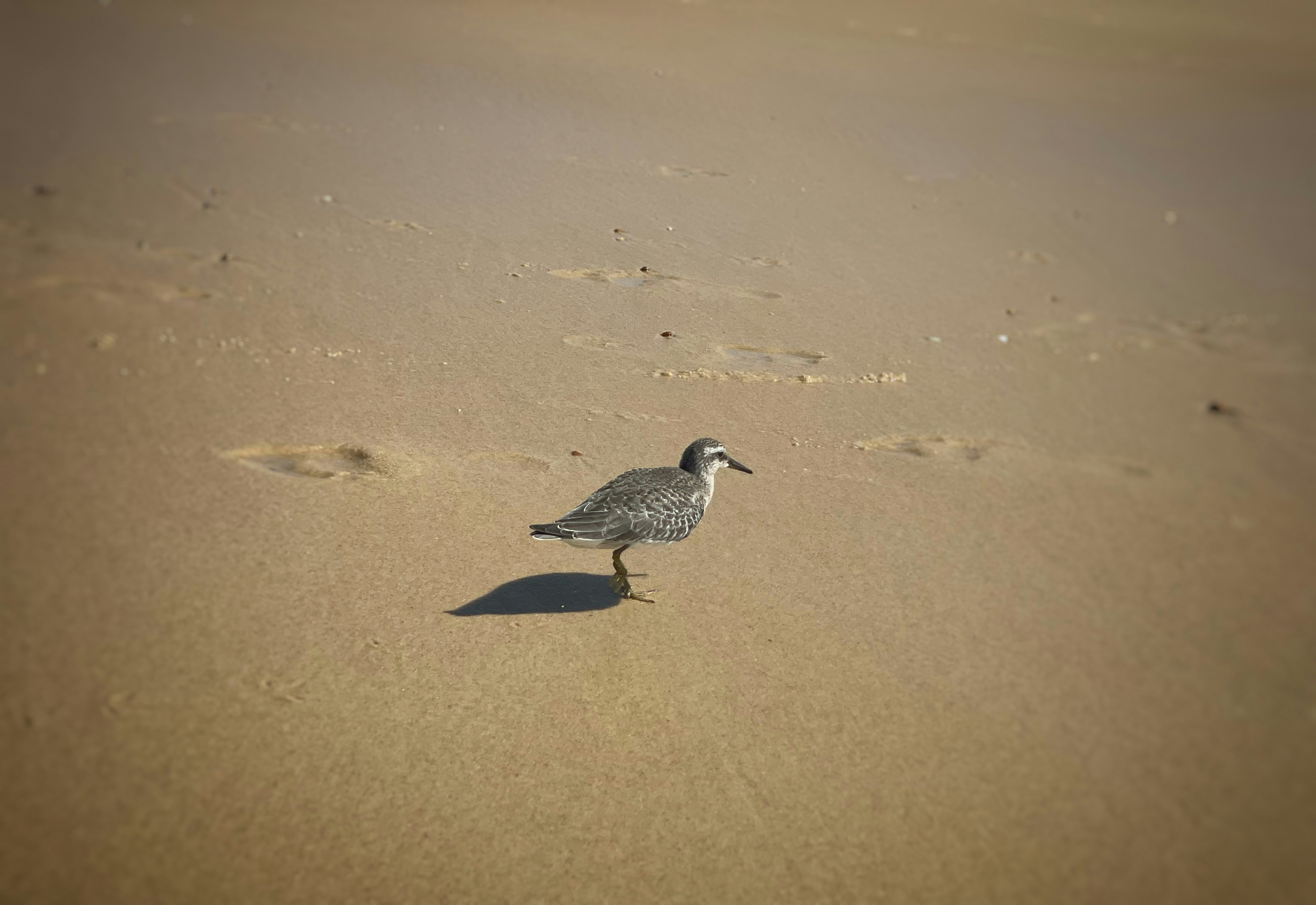 white and gray bird on brown sand