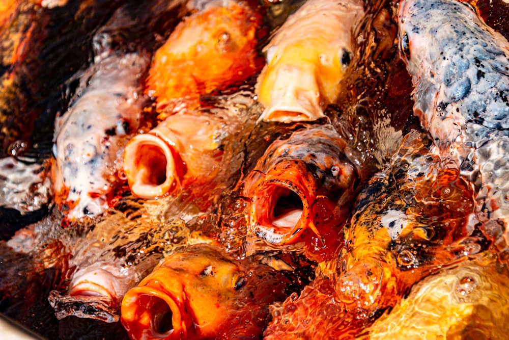 orange fishes on ice in water