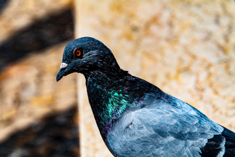 black and gray bird on brown rock