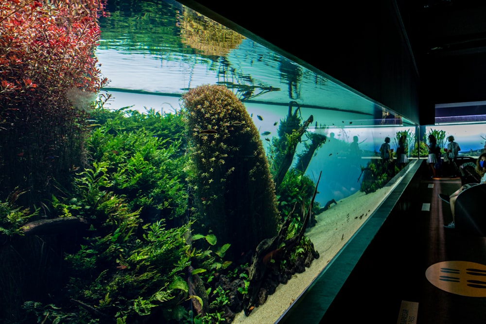 piante verdi nell'acquario