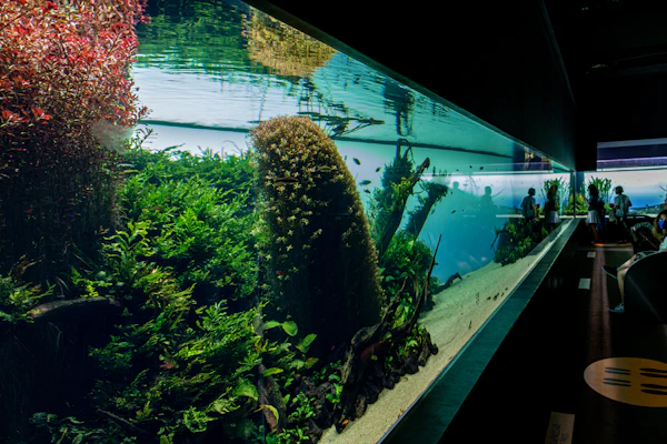 Magnifique Nature Aquarium avec bois flotté et plantes vertes denses