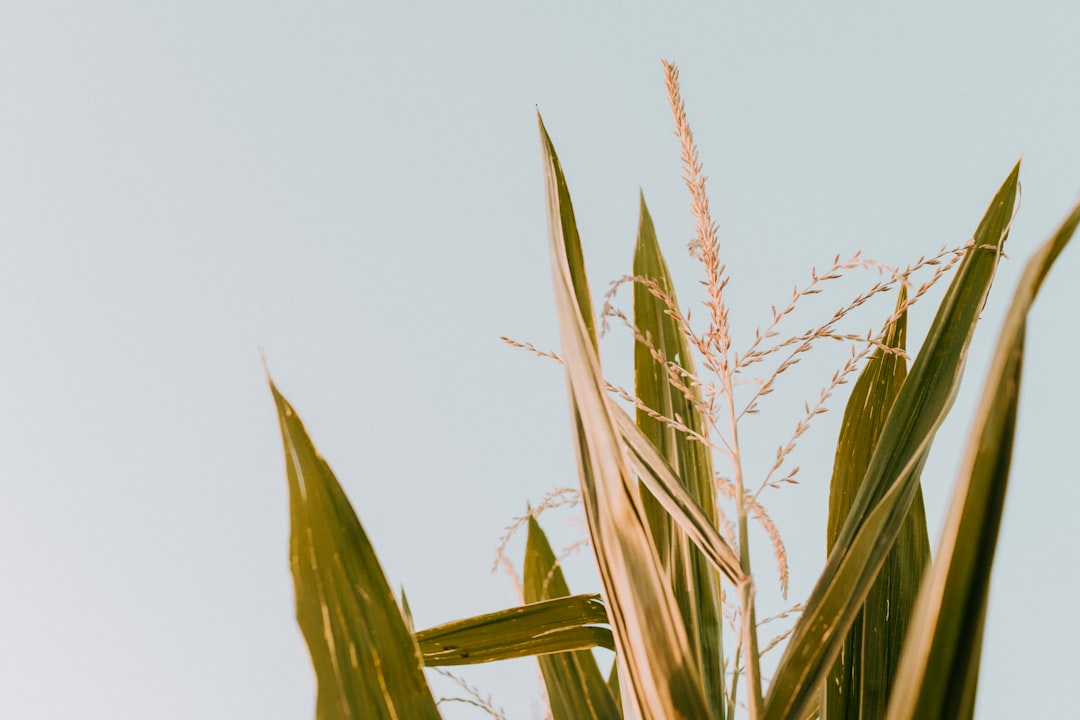 green corn plant under white sky during daytime