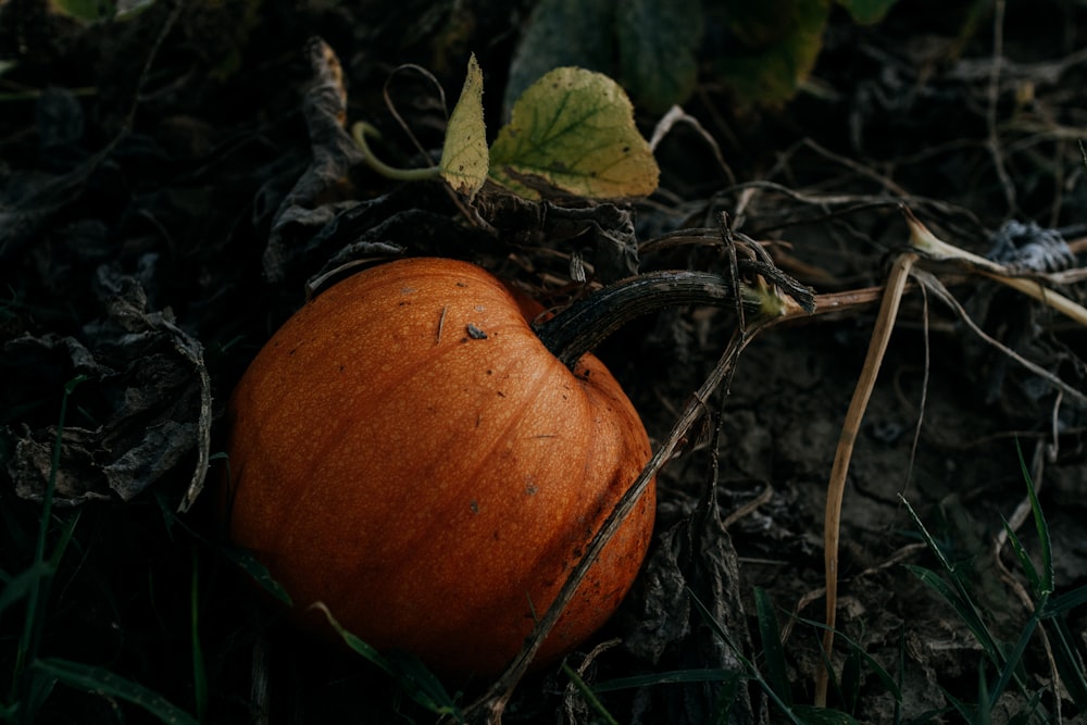 zucca arancione su erba verde