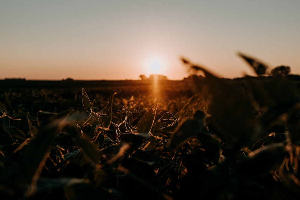 silhueta da grama durante o pôr do sol