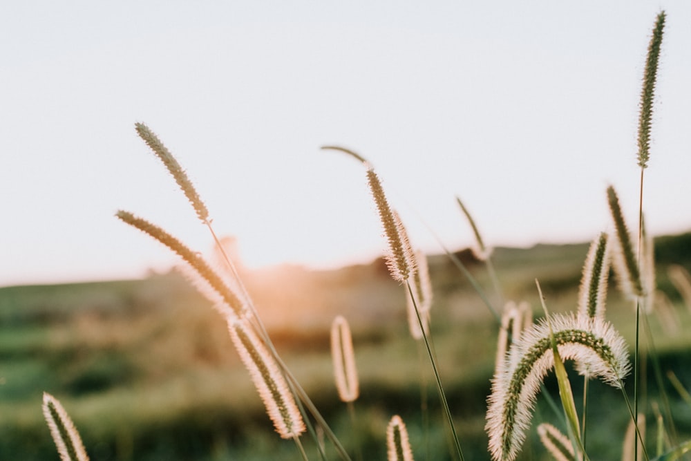 brown wheat field during daytime