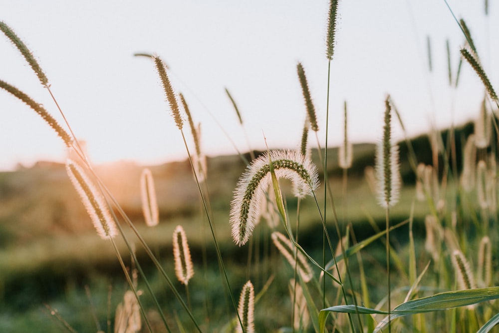 green grass field during daytime