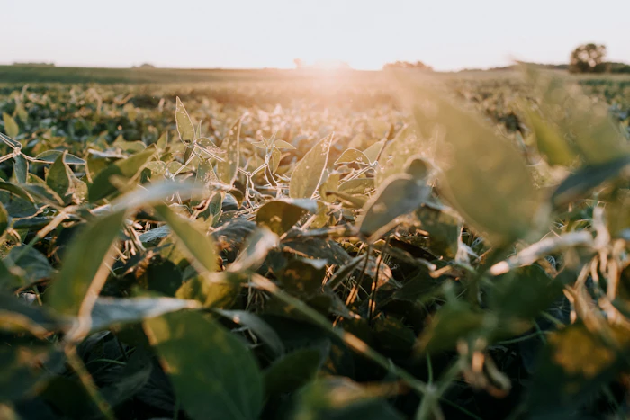 Young soybean plants in the field
