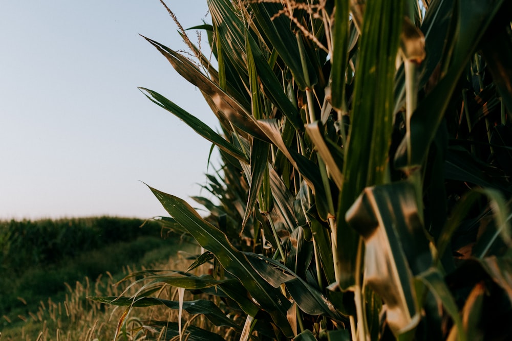 green wheat field during daytime