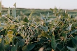 Lush soybean field at sunrise with dew glistening on leaves.