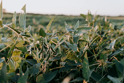 A farmer inspecting healthy soybean plants, smiling with satisfaction at the crop’s progress.
