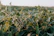 A focused agronomist examining healthy green plants in a vibrant field under natural light.