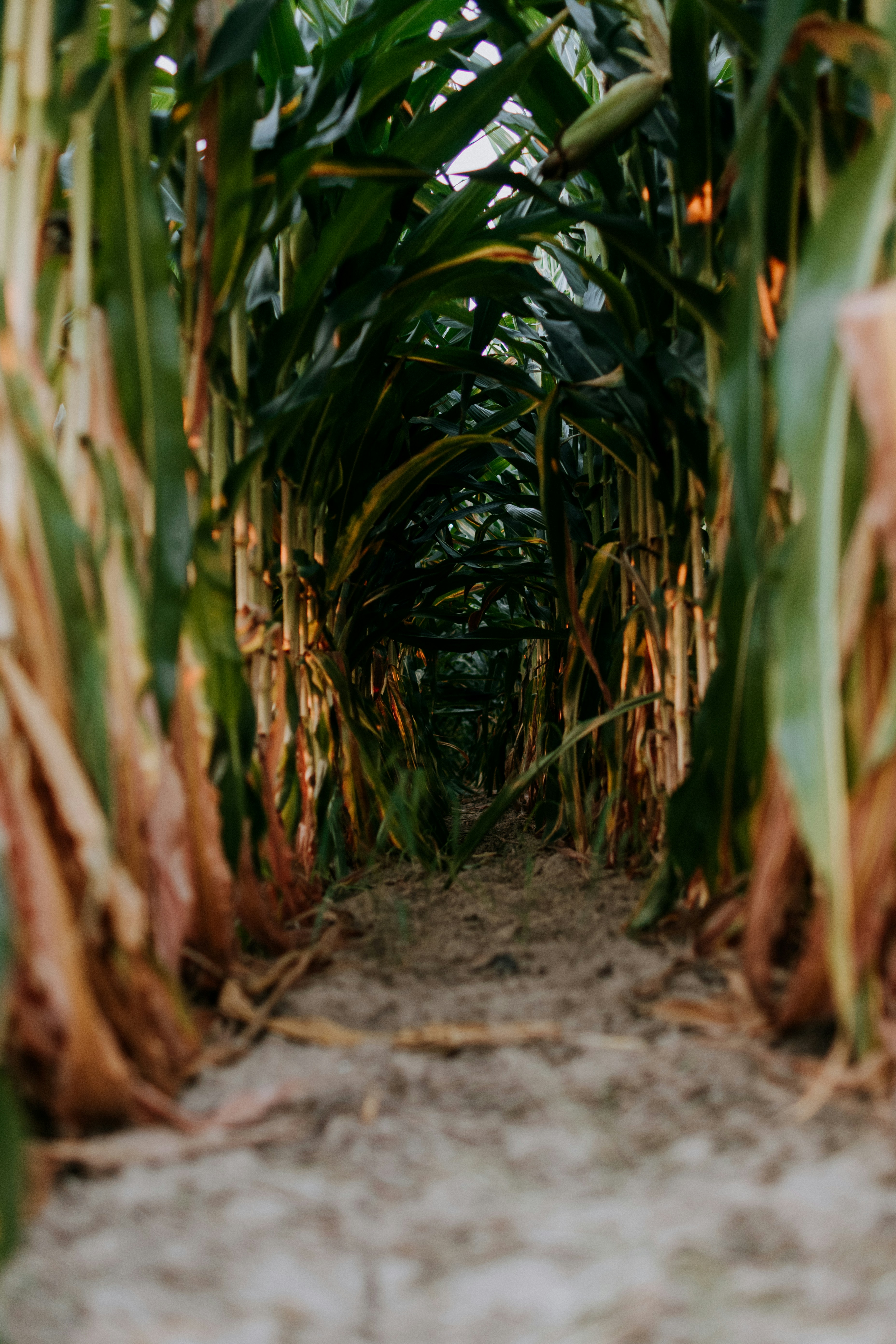 Photo by kellysikkema